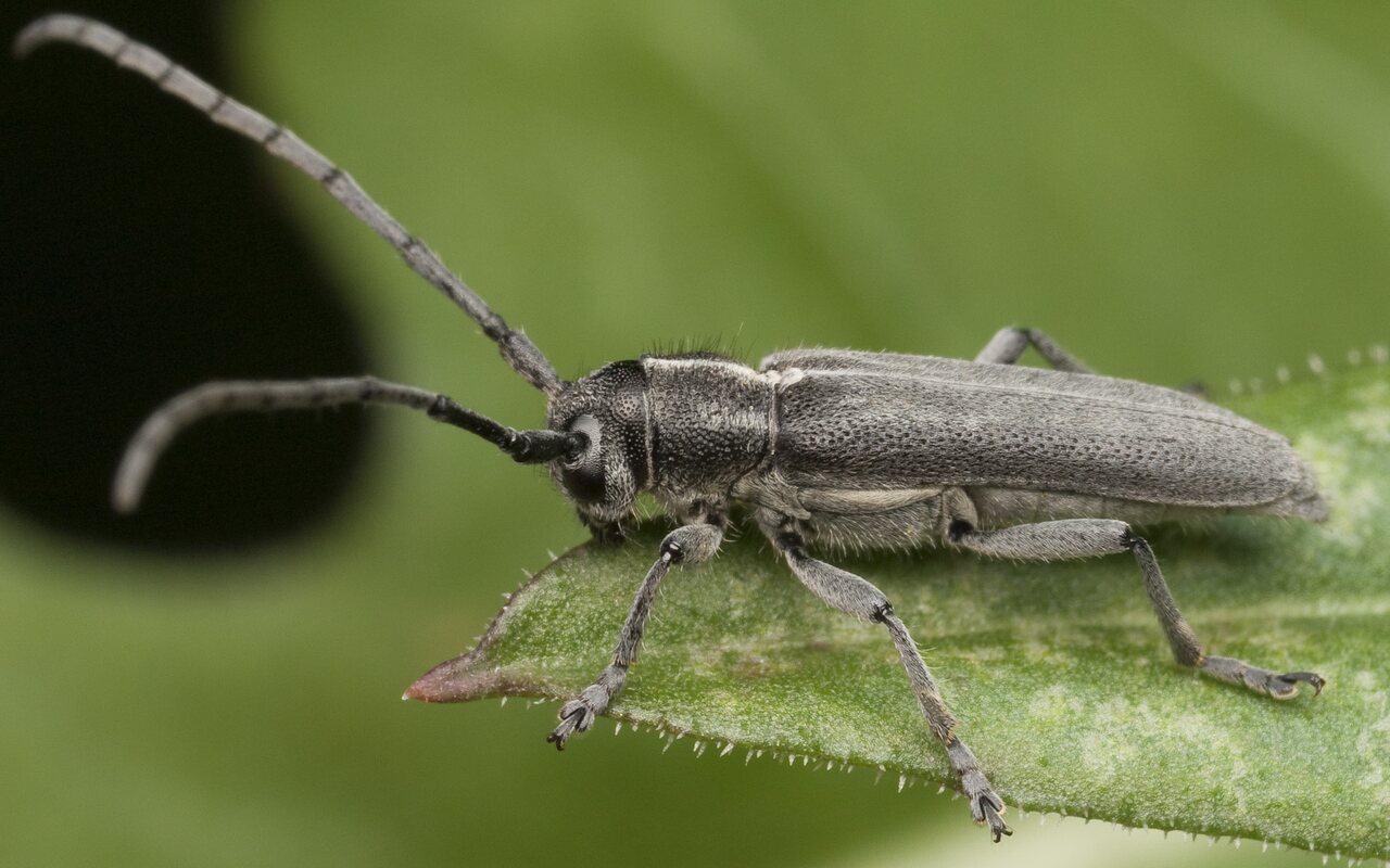 Phytoecia-nigricornis-0673.jpg