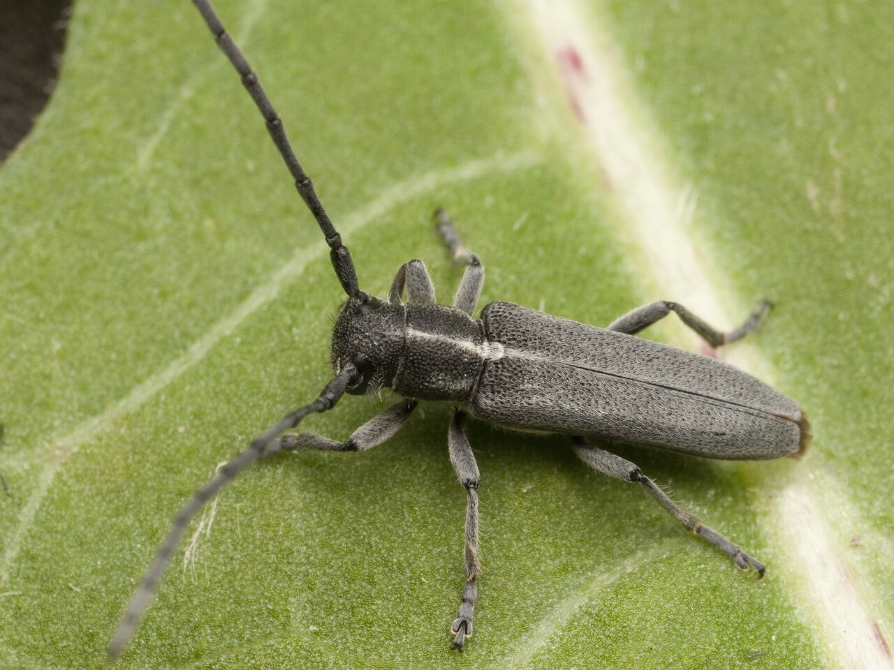 Phytoecia nigricornis · juodaūsis stiebalindis