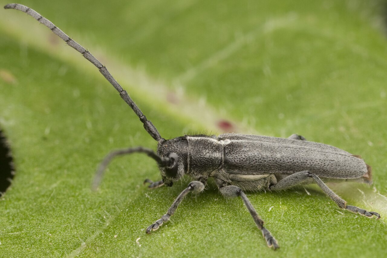 Phytoecia-nigricornis-0675.jpg