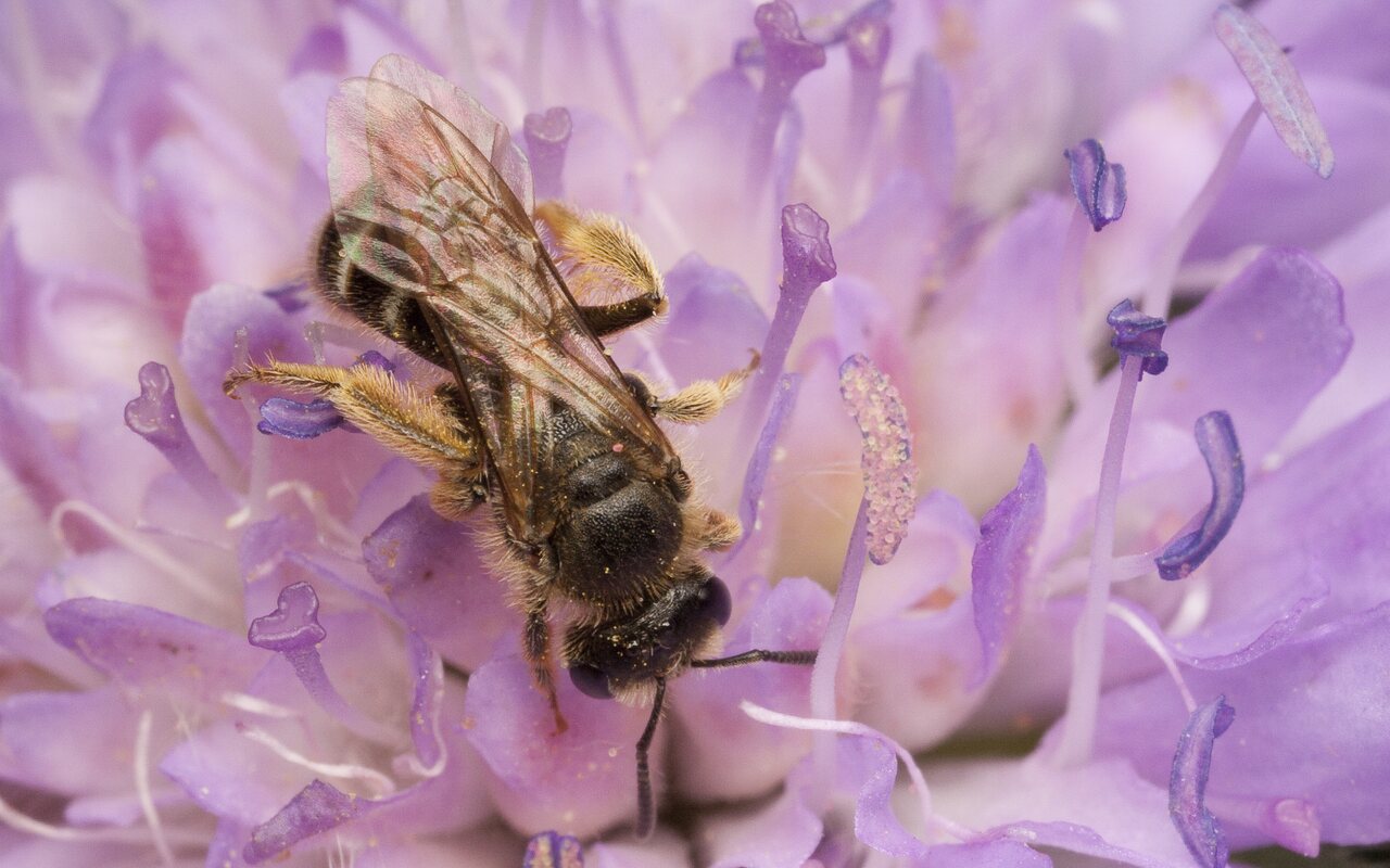 Apidae-0676.jpg