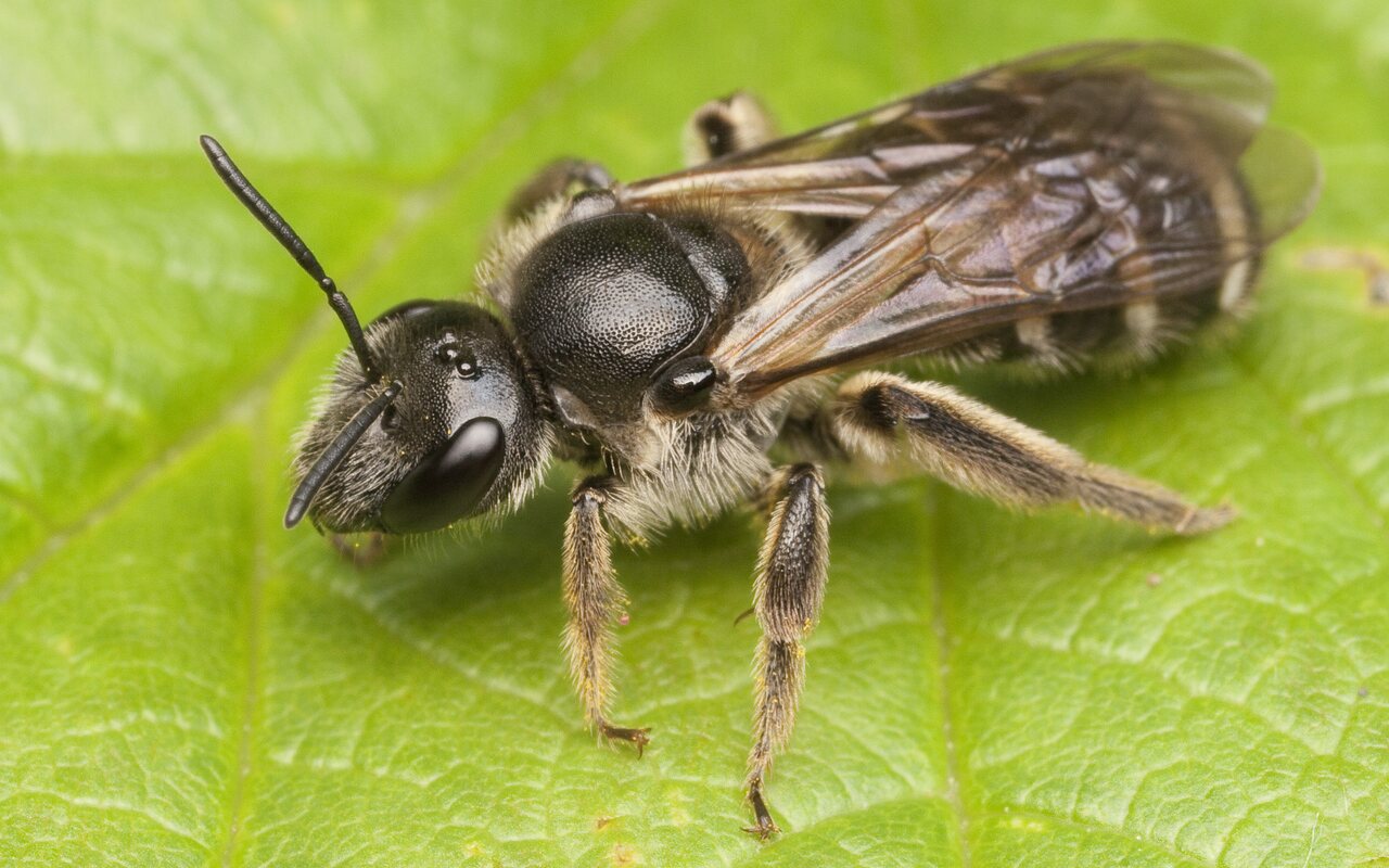 Apidae-0677.jpg