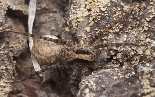 Lycosidae · plėšriavoris