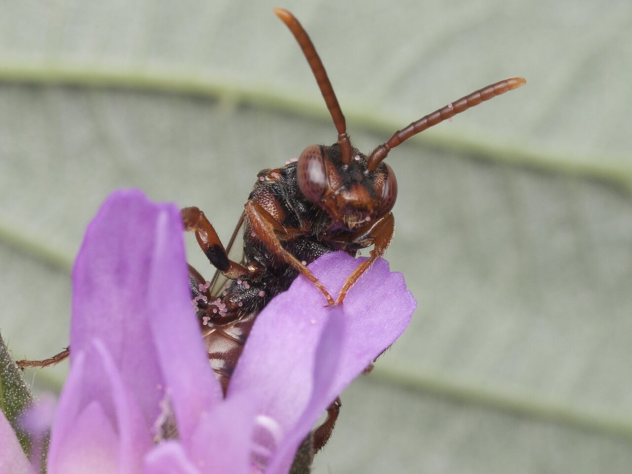 Hymenoptera-1287.jpg