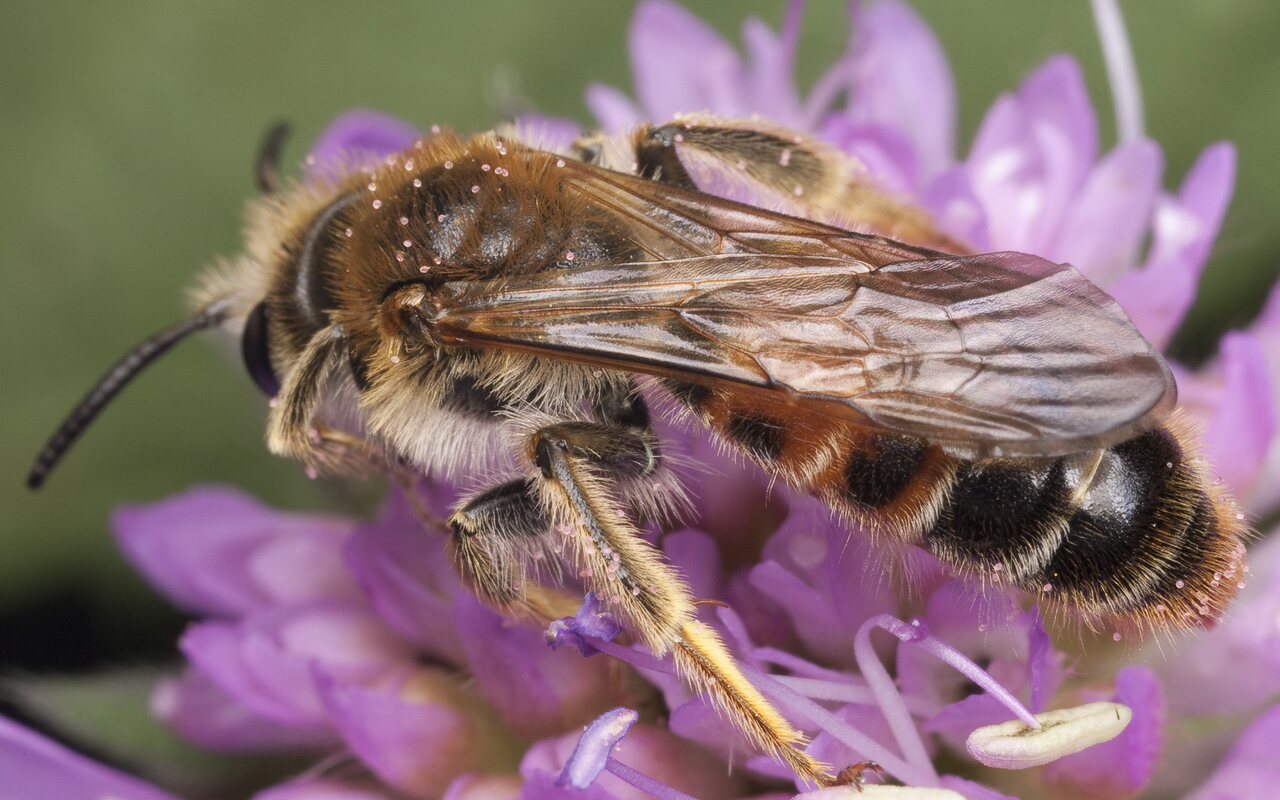 Apidae-1292.jpg