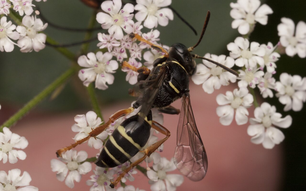 Hymenoptera-1600.jpg