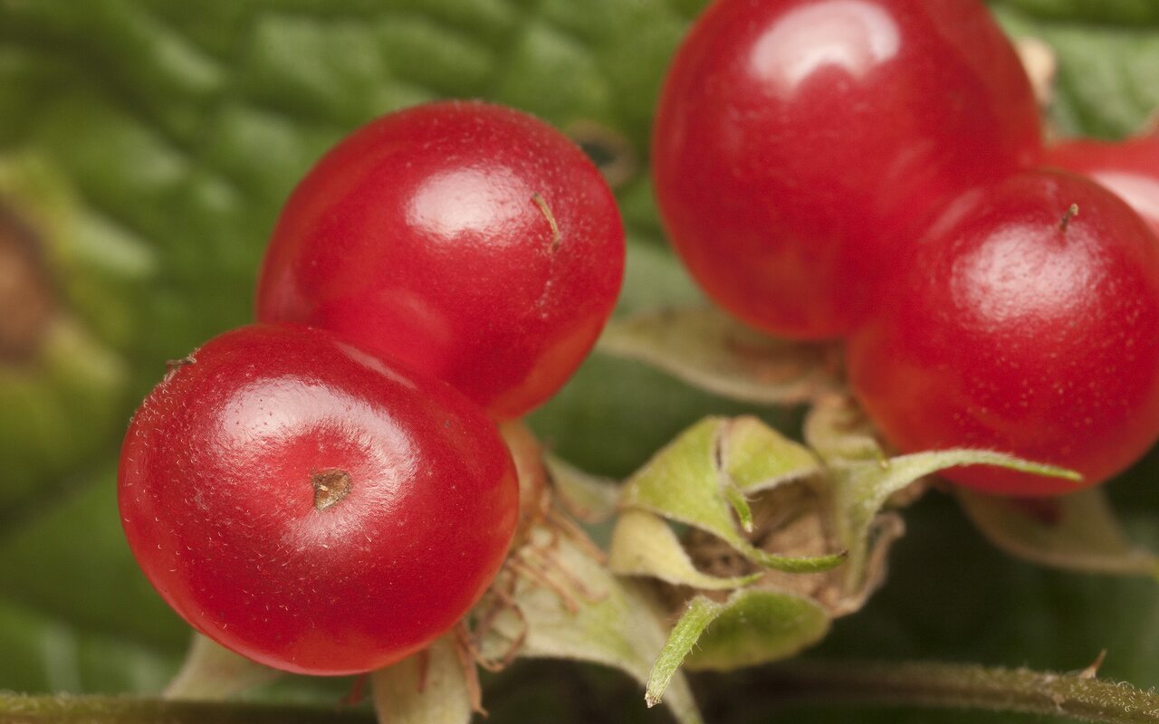 Rubus-saxatilis-1698.jpg