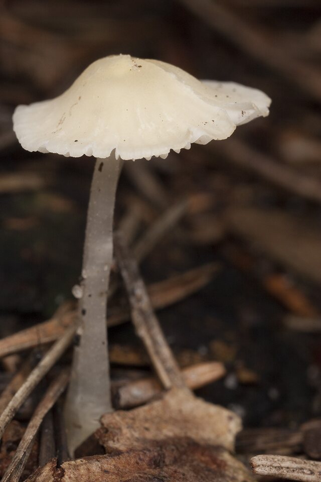Fungi-1706.jpg