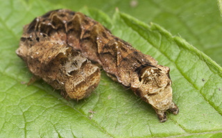 Thyatira batis caterpillar · rožinis pūkanugaris, vikšras