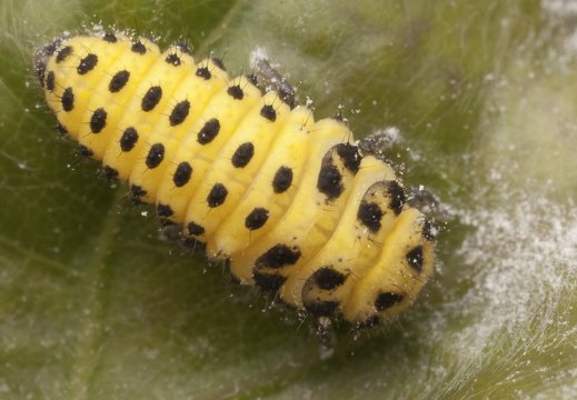 Psyllobora vigintiduopunctata larva · dvidešimtdvitaškė boružė, lerva