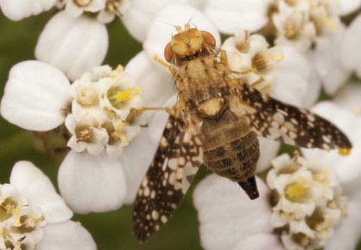 Oxyna flavipennis female · margasparnė ♀