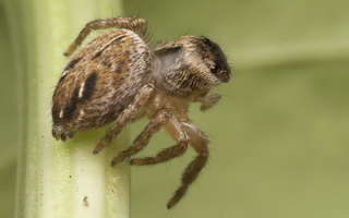 Evarcha arcuata female · vaivorykštinis musėgaudis ♀