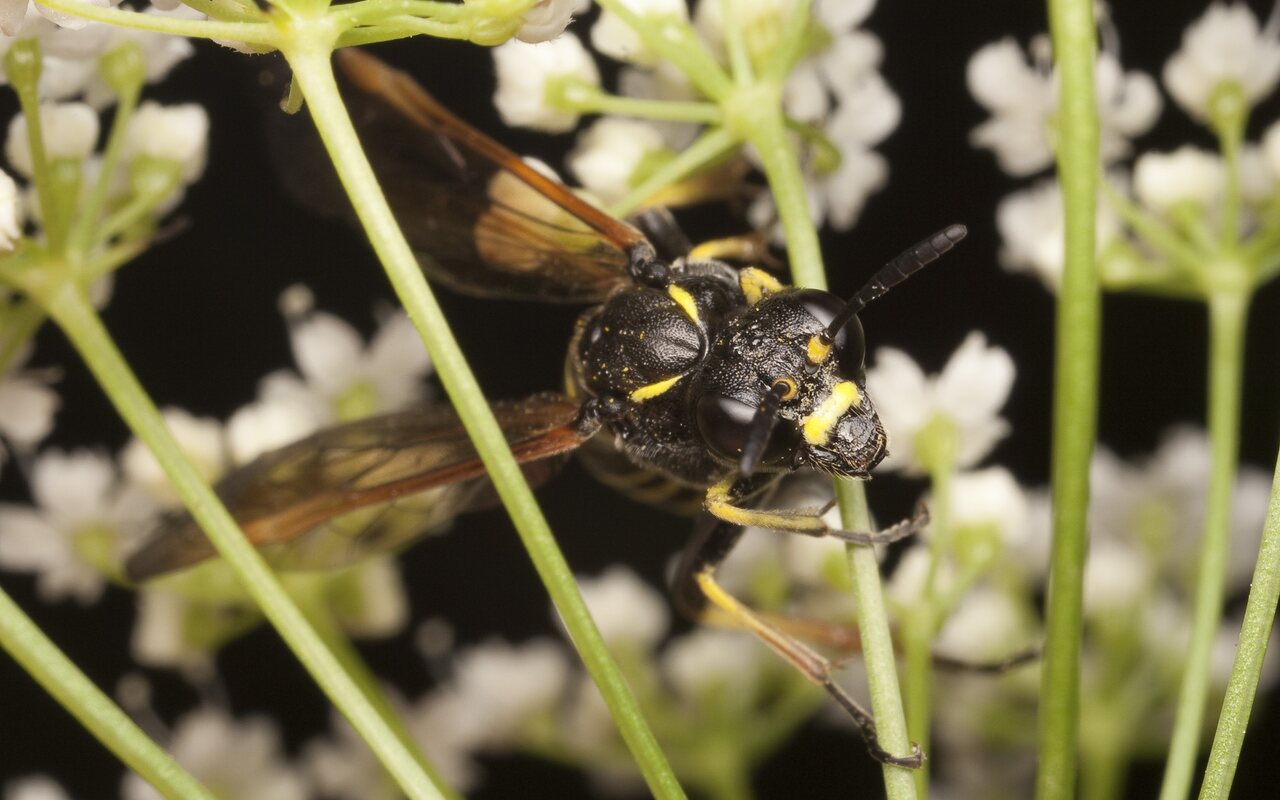 Hymenoptera-2156.jpg