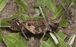 Psophus stridulus, male · raudonsparnis tarkšlys ♂