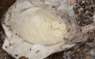 Agelena labyrinthica eggs · labirintinis piltuvininkas, kiaušinėliai