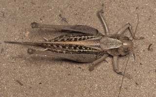 Decticus verrucivorus female · margasis žiogas ♀