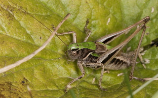 Metrioptera brachyptera male · raistinis spragtukas ♂