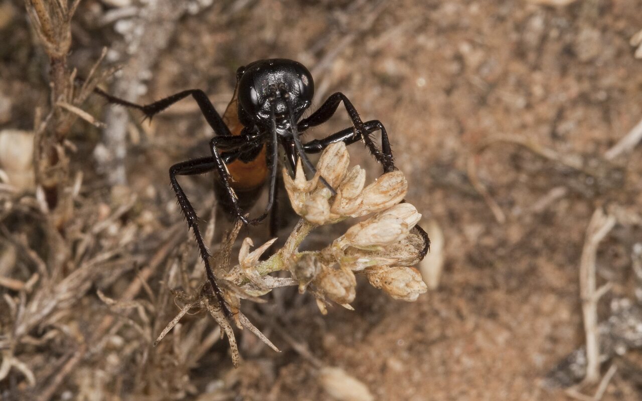Hymenoptera-2511.jpg