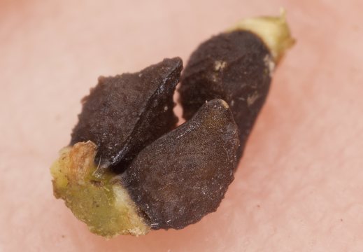 Echium vulgare, seeds · paprastasis ežeinis, sėklos