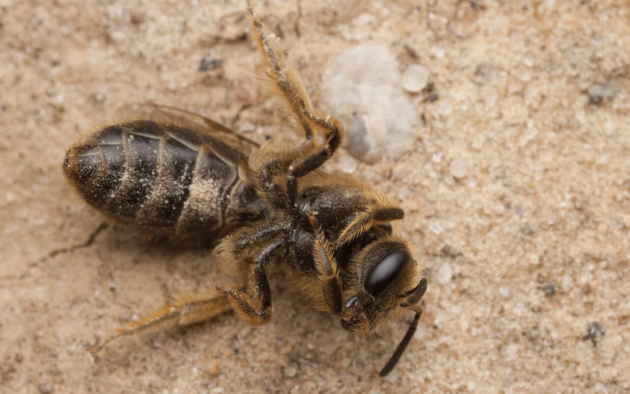 Apidae-2695.jpg