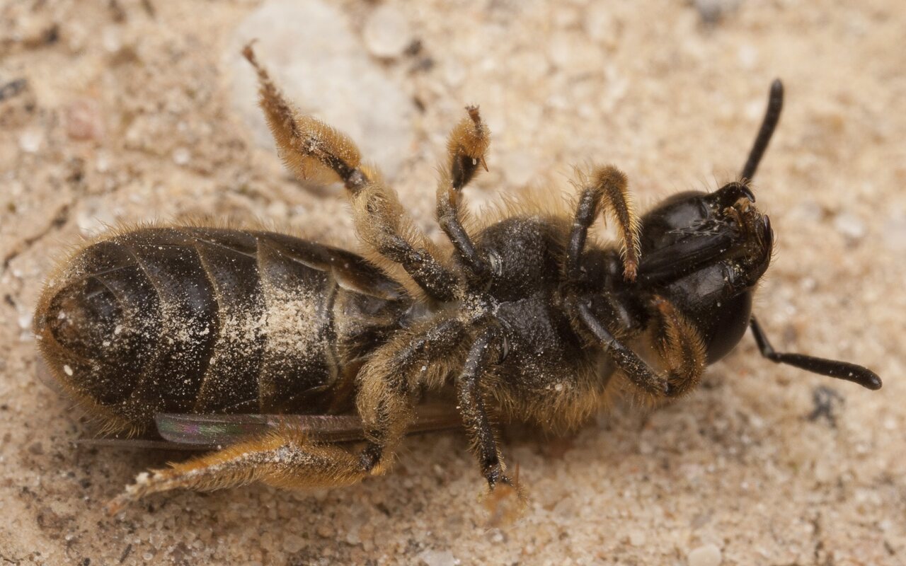 Apidae-2697.jpg