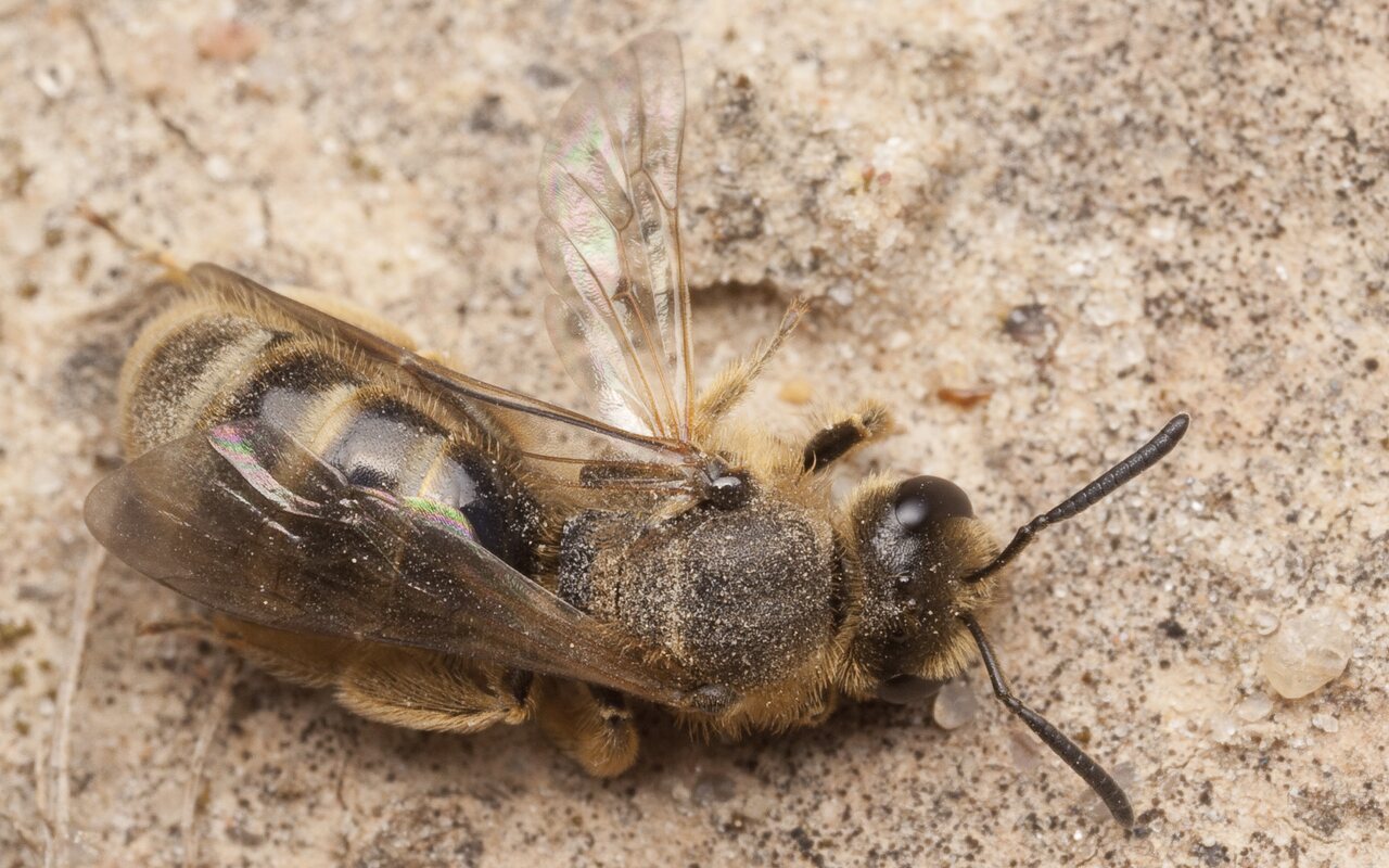 Apidae-2698.jpg
