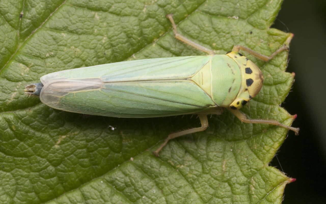 Cicadella-viridis-2817.jpg