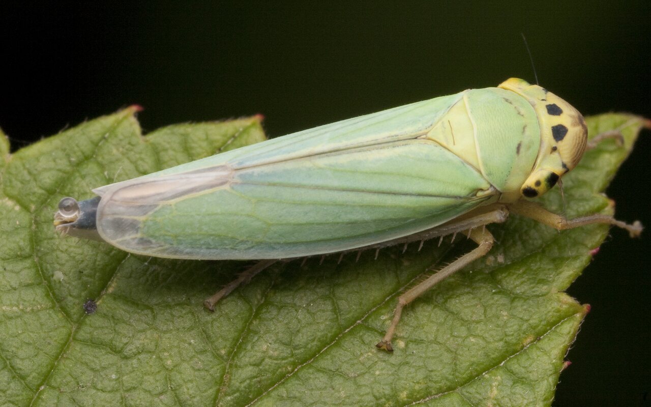 Cicadella-viridis-2820.jpg