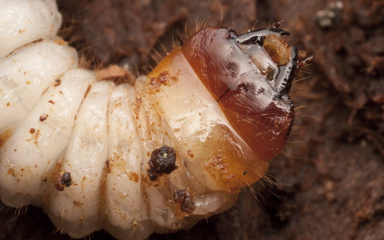 Cerambycidae-2889.jpg
