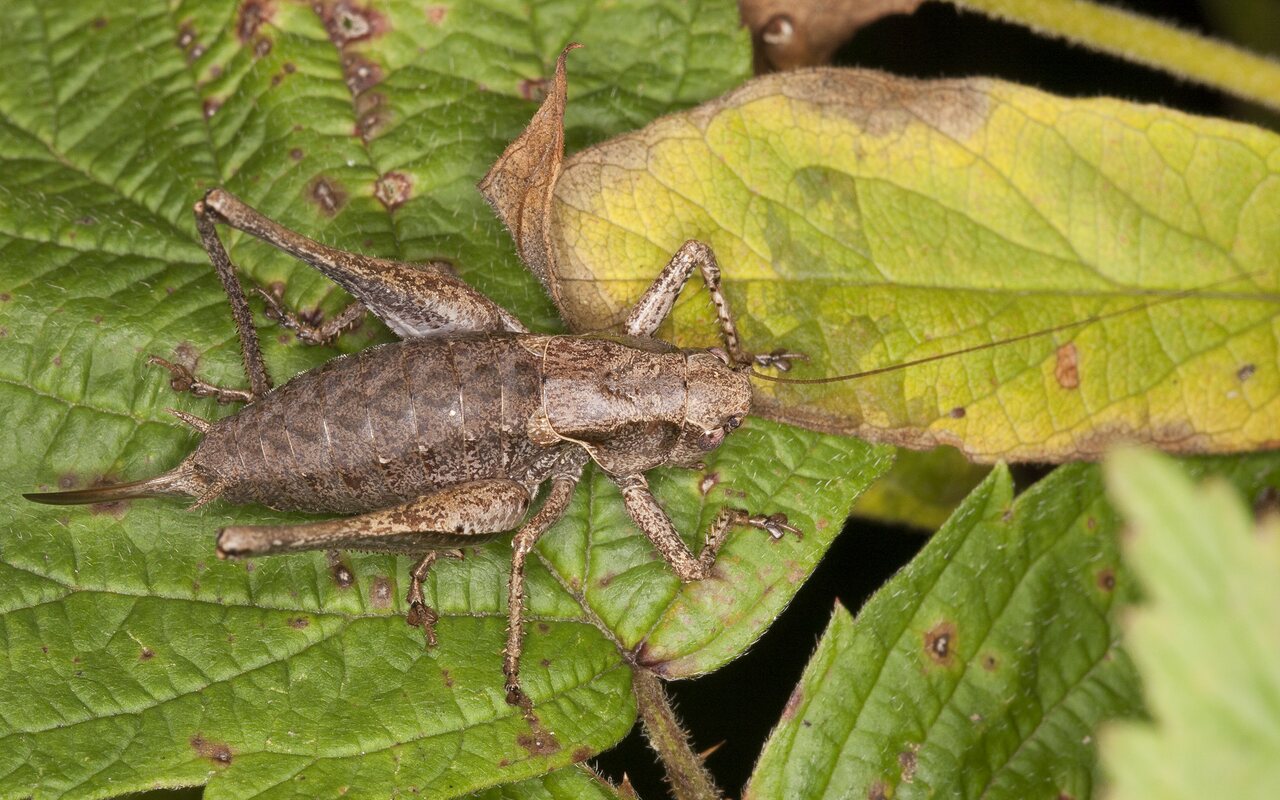 Pholidoptera-griseoaptera-3046.jpg