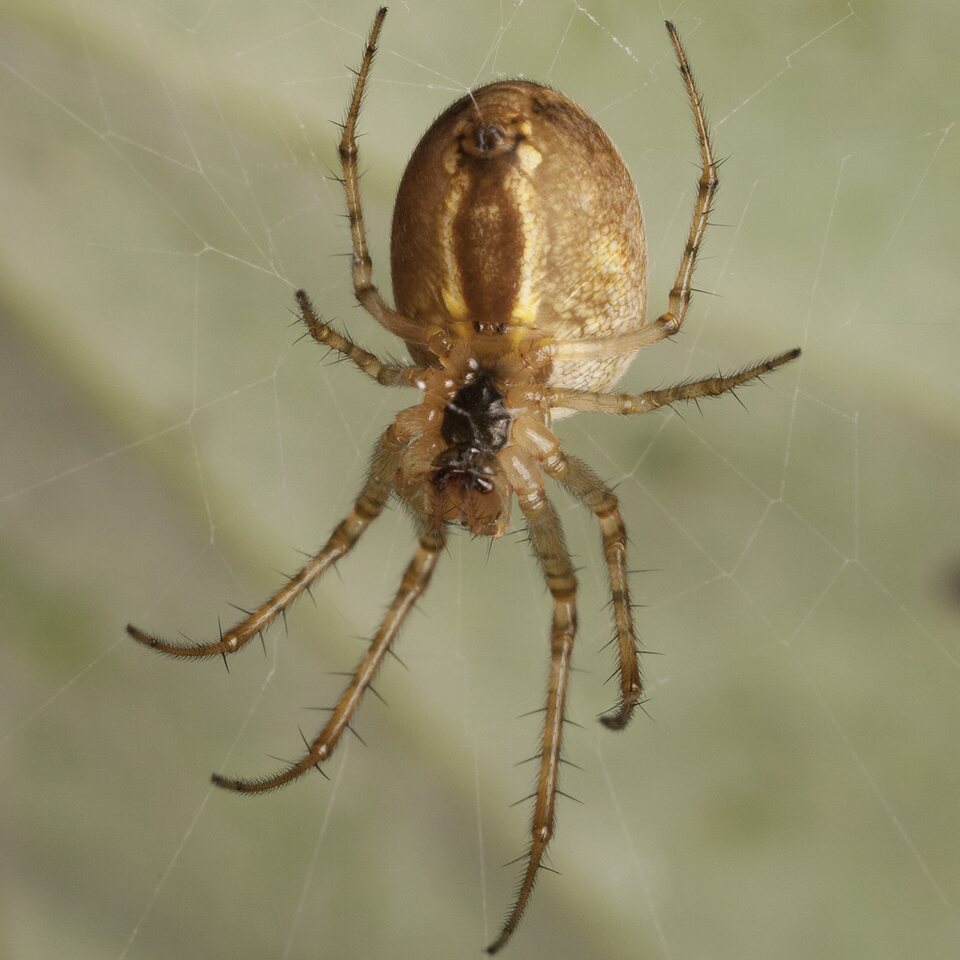 Araneae-3071.jpg