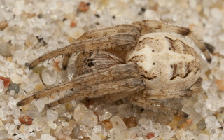 Larinioides cornutus · nendrinis žnypliavoris