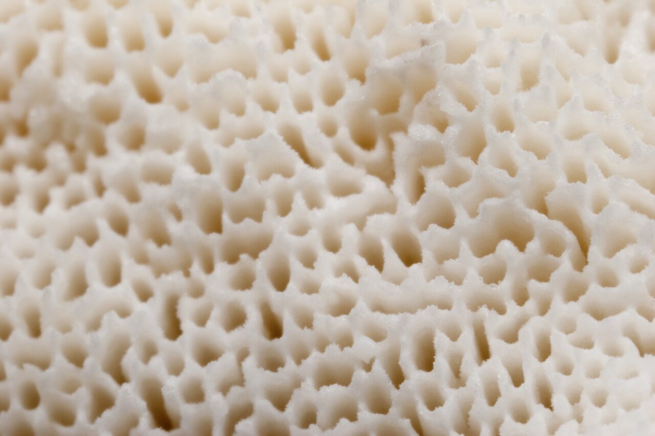 Fungi-4428.jpg