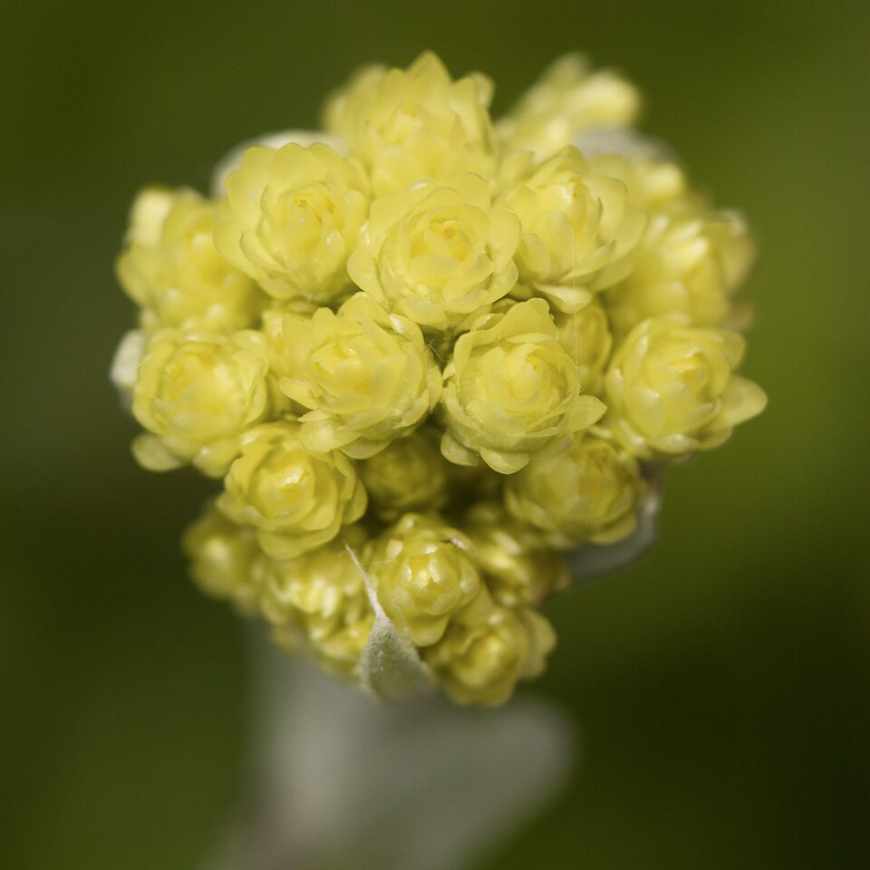 Helichrysum-arenarium-4691.jpg