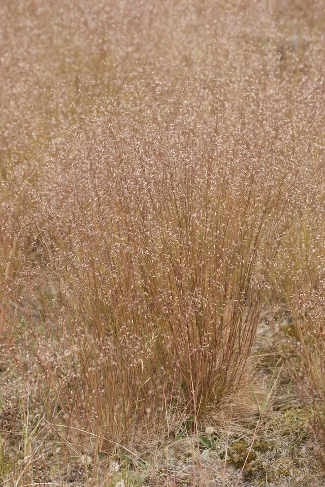 Poaceae-4694.jpg