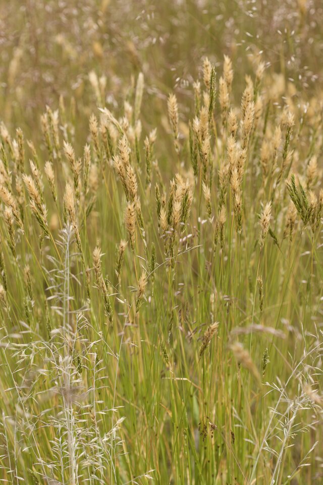 Poaceae-4696.jpg