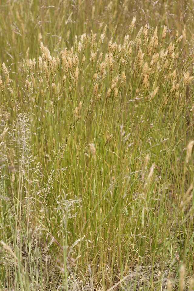 Poaceae-4698.jpg