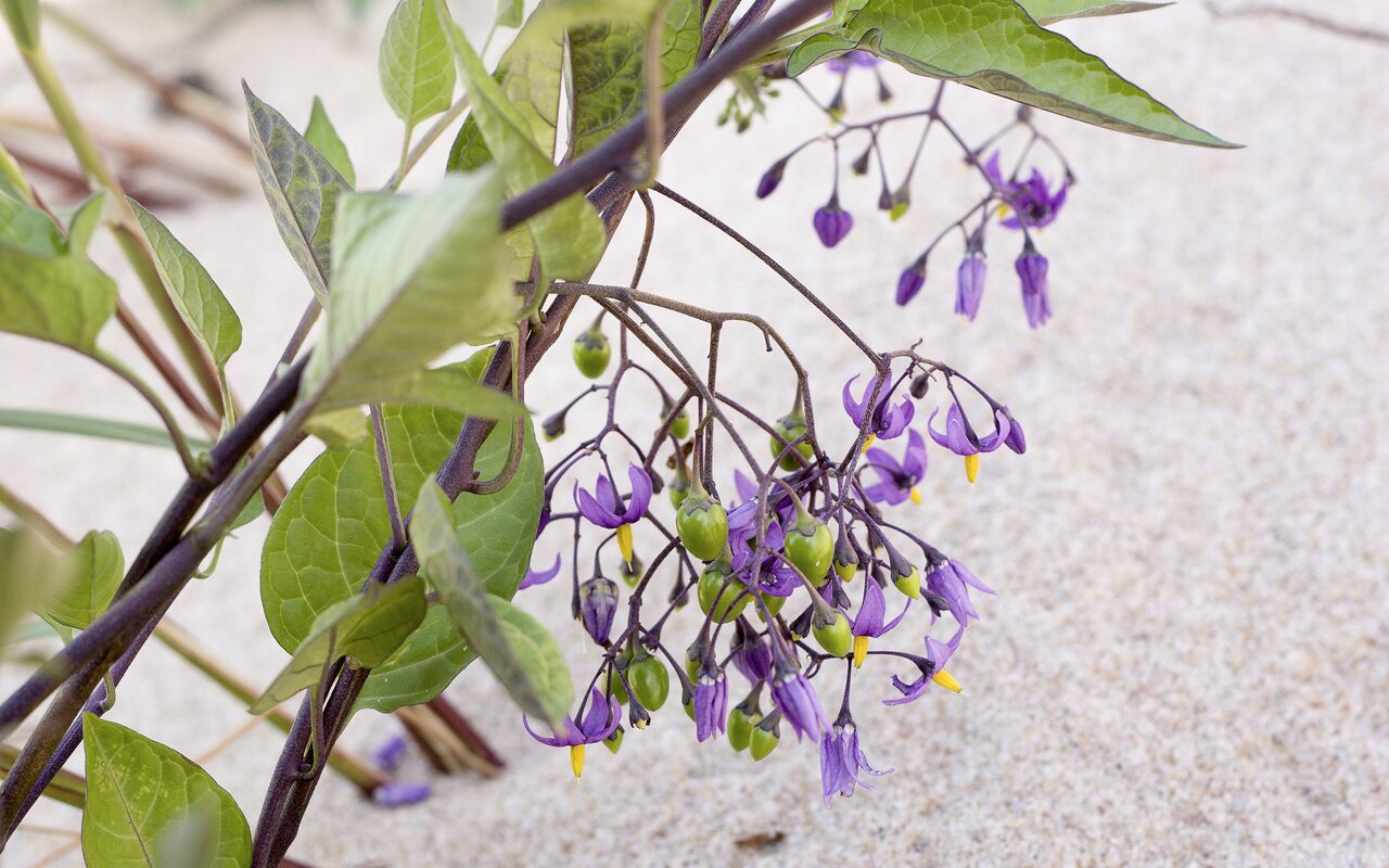 Solanum-dulcamara-4809.jpg