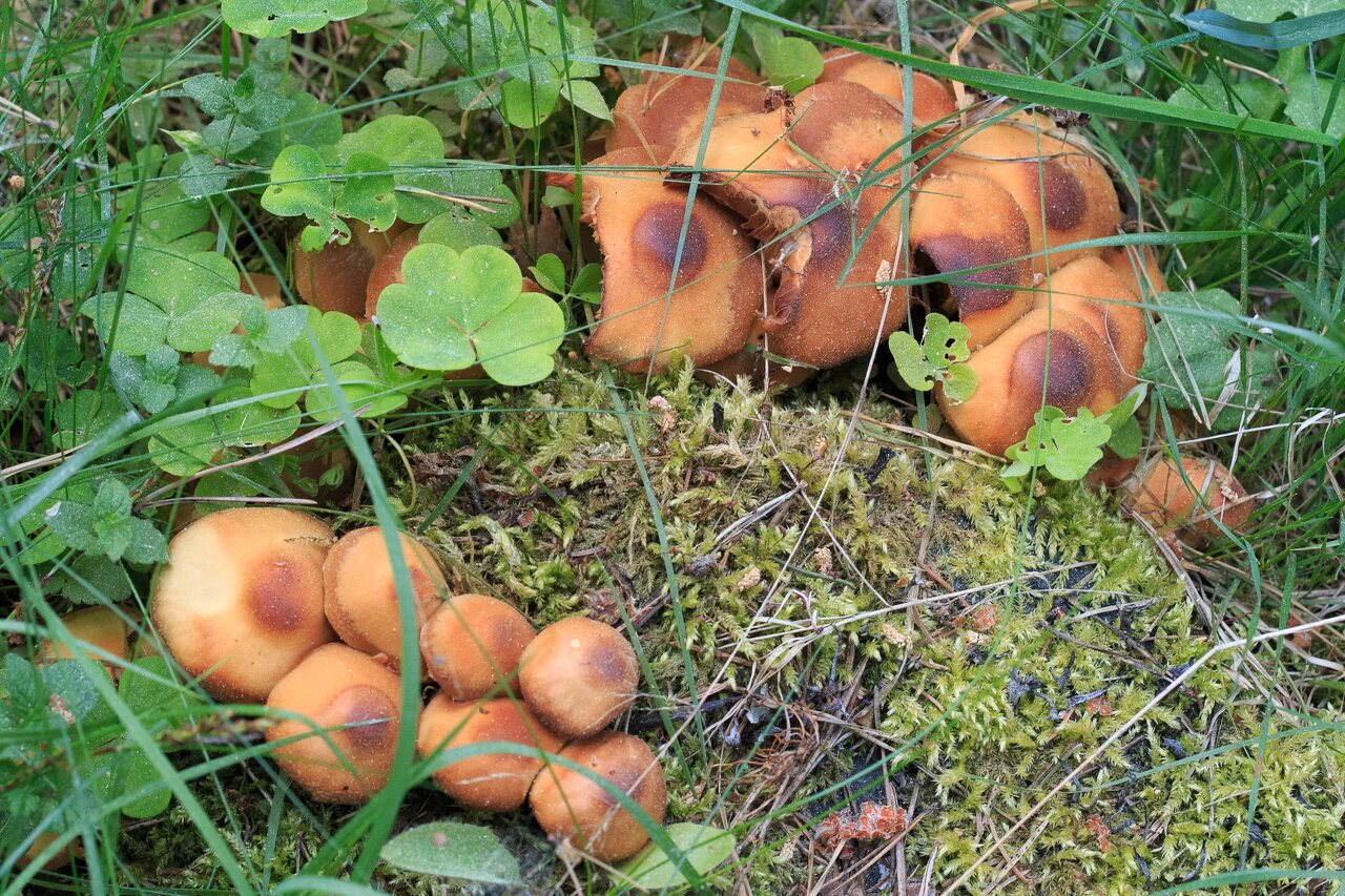 Fungi-0675.jpg