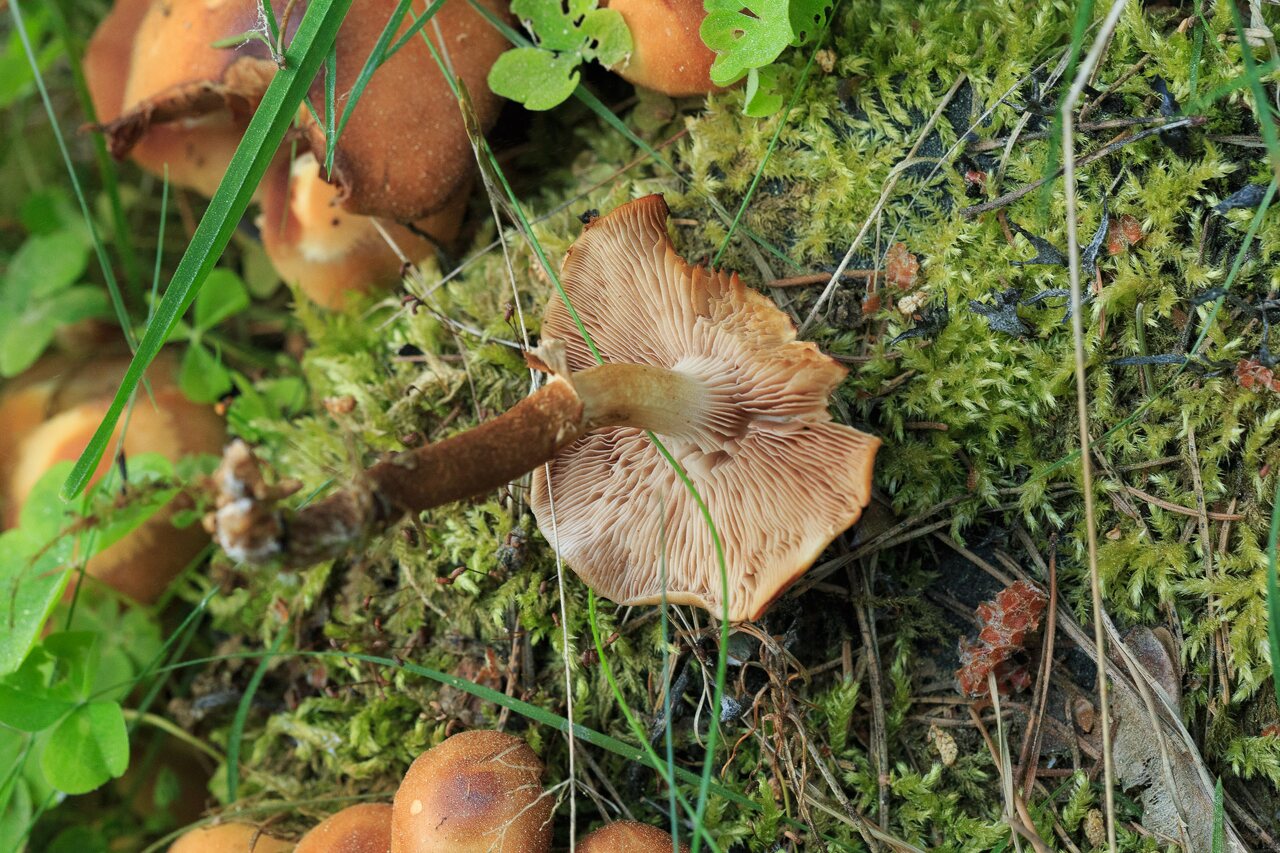 Fungi-0676.jpg