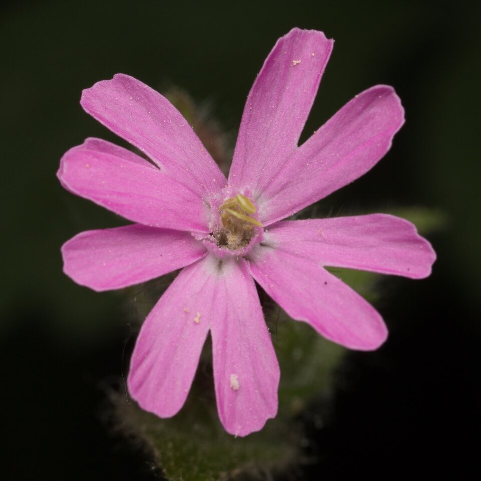 Caryophyllaceae-0827.jpg