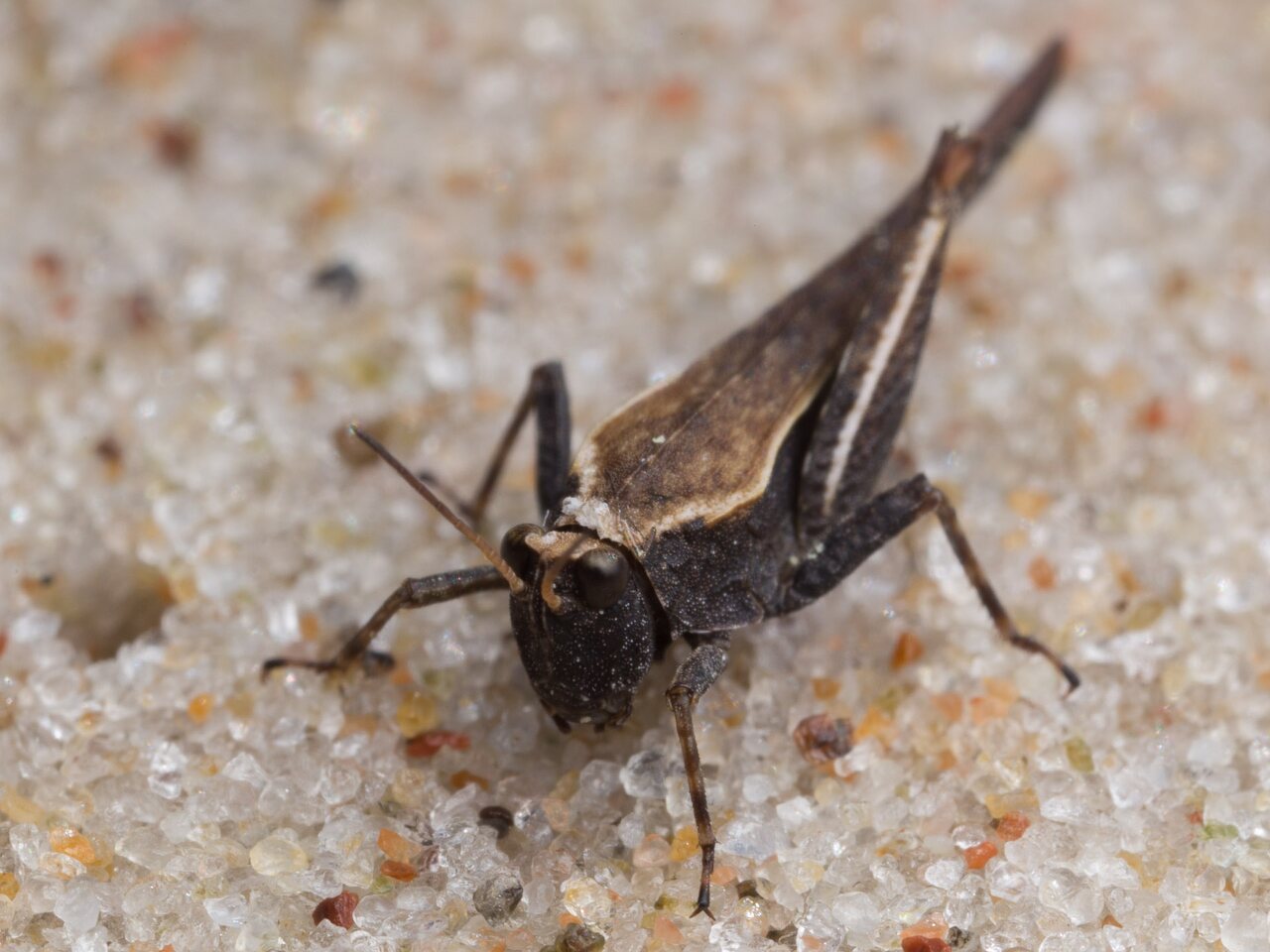 Orthoptera-0843.jpg