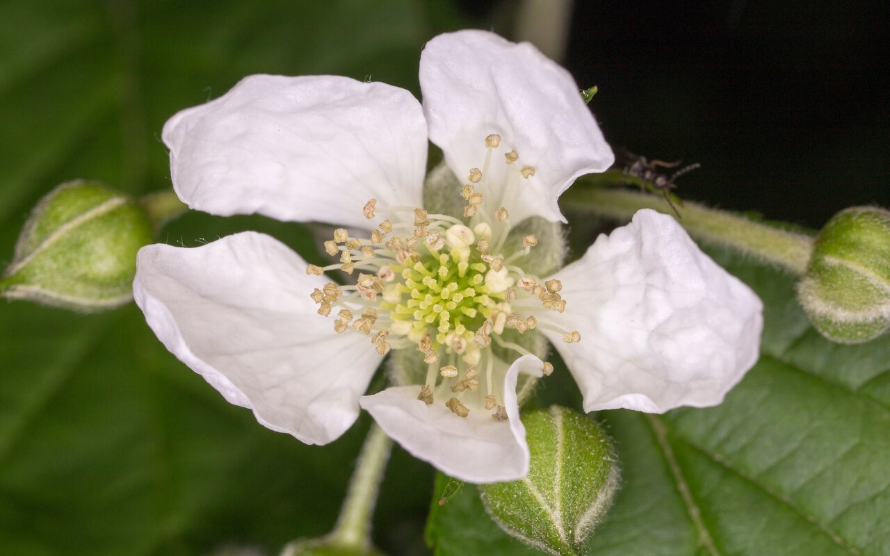 Rosaceae-1127.jpg