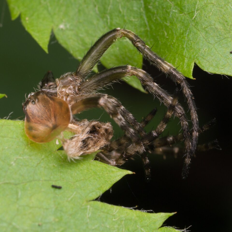 Araneae-1171.jpg