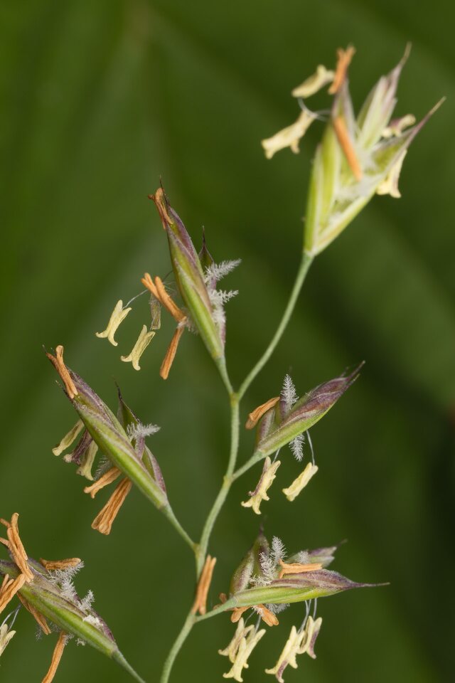 Poaceae-1389.jpg