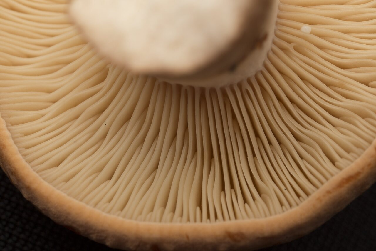 Fungi-2075.jpg
