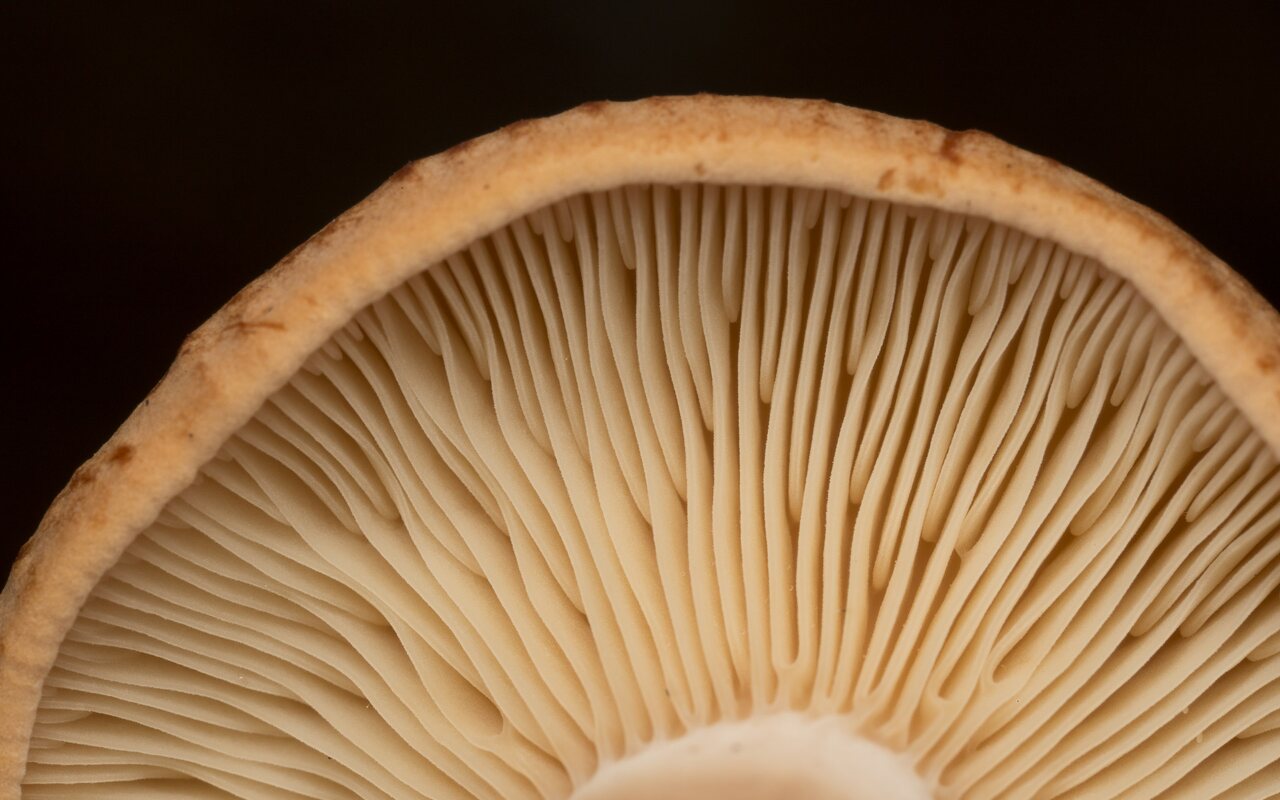 Fungi-2076.jpg