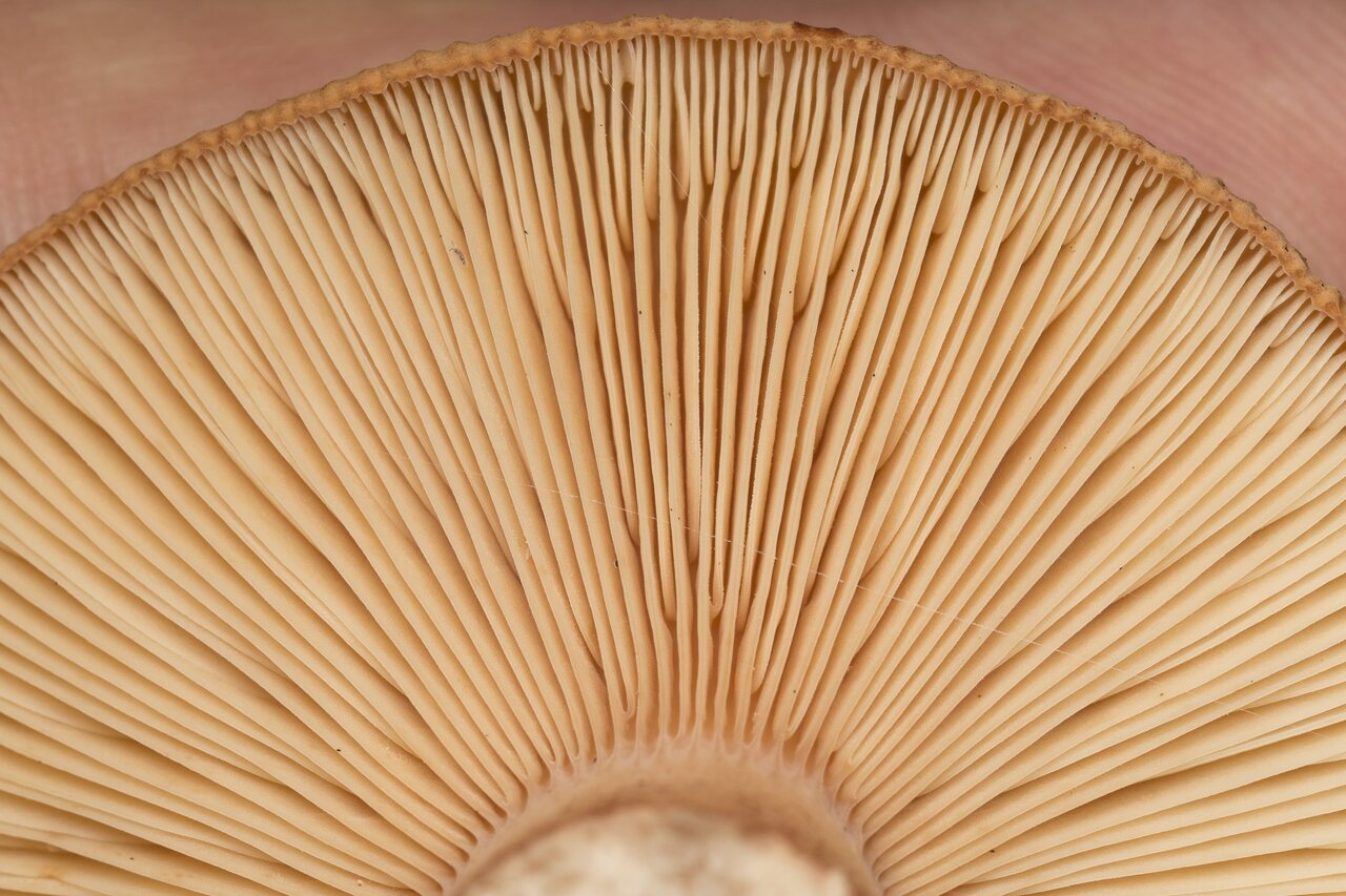 Fungi-2077.jpg