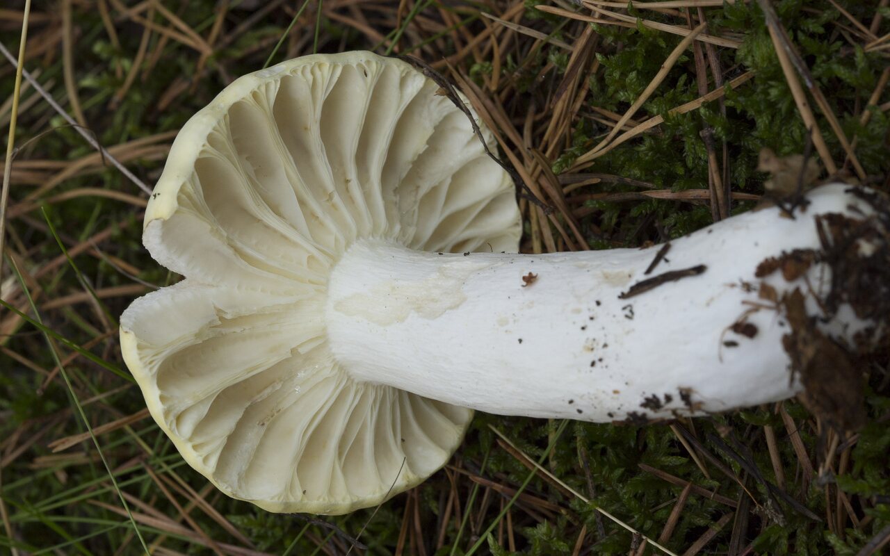 Fungi-2128.jpg