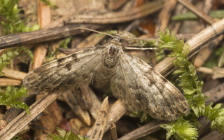 Eupithecia sp. · sprindytis