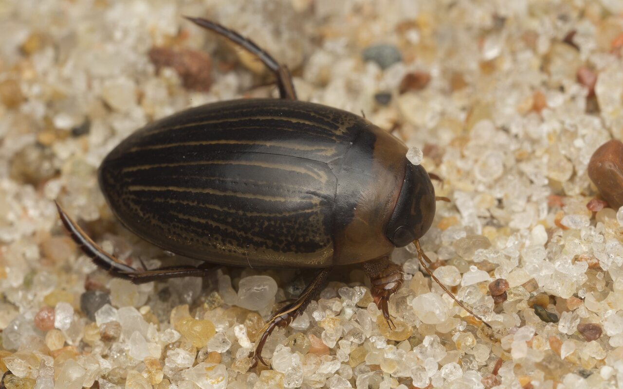 Dytiscidae-2585.jpg